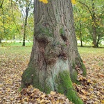 drzewo z twarzą.jpg